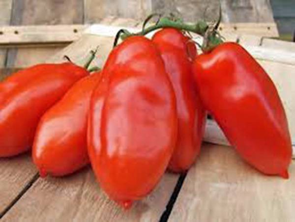 Tomato Seeds, Tomato Seeds Garden Collection 6 , Heirloom, Seeds