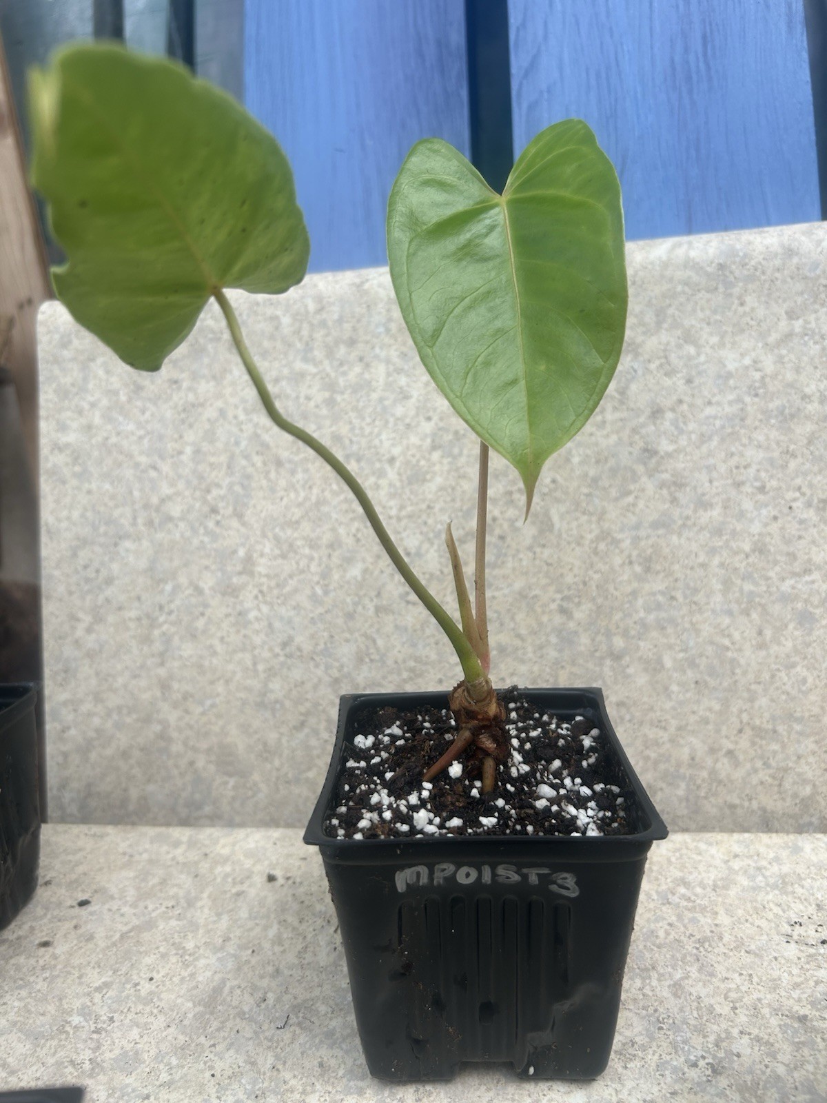 Anthurium Bright Red Tropical Potted Seedling Green Broadleaf Indoor Medium Sun