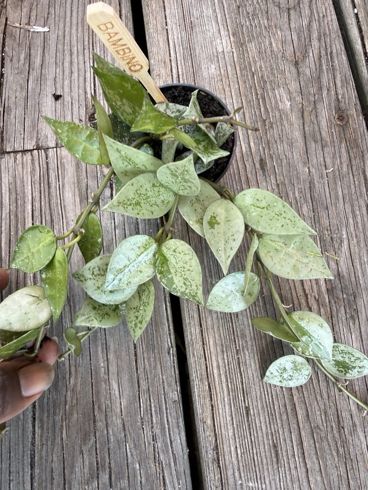 hoya krohniana Eskimo Exotic super Silver Rare Plant
