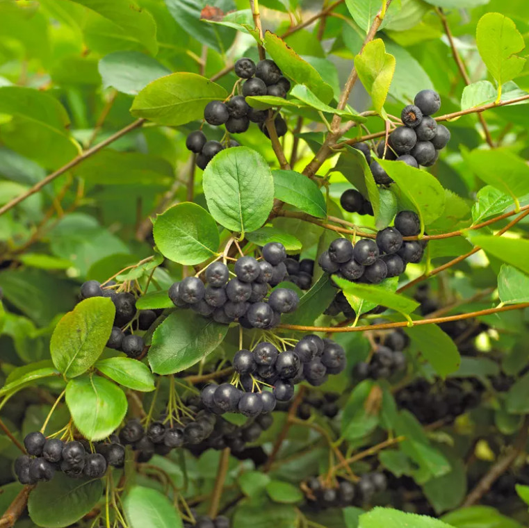 Black Chokeberry Live Plant – 9-12″ Tall – Ornamental and Fruit Shrub for Landsc