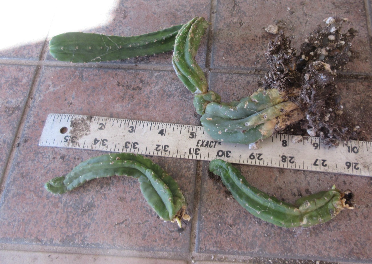 Columnar Hybrid Monstrose TPM Cactus 3 – 1 rooted twister plant
