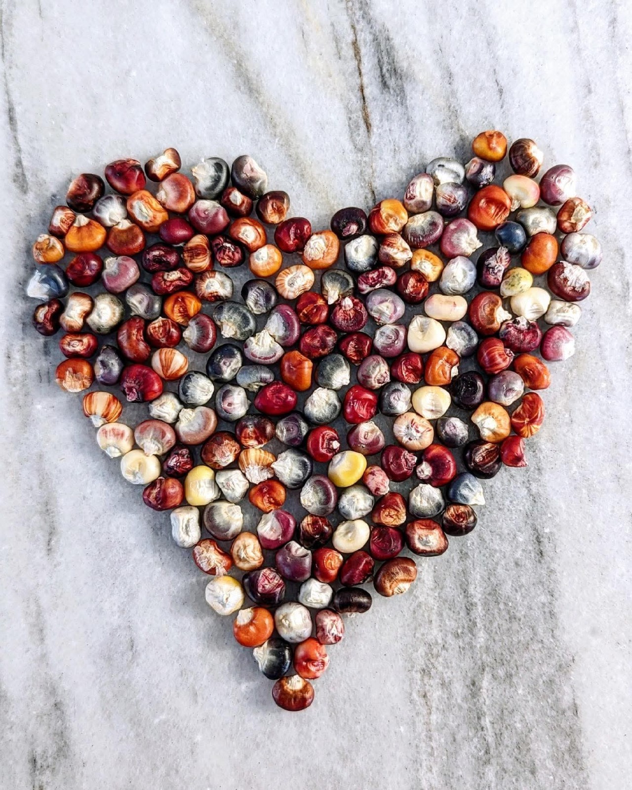 25 Painted Mountain Flour Corn Seeds – Heirloom Multicolor Corn Buy 2 GET 1 FREE