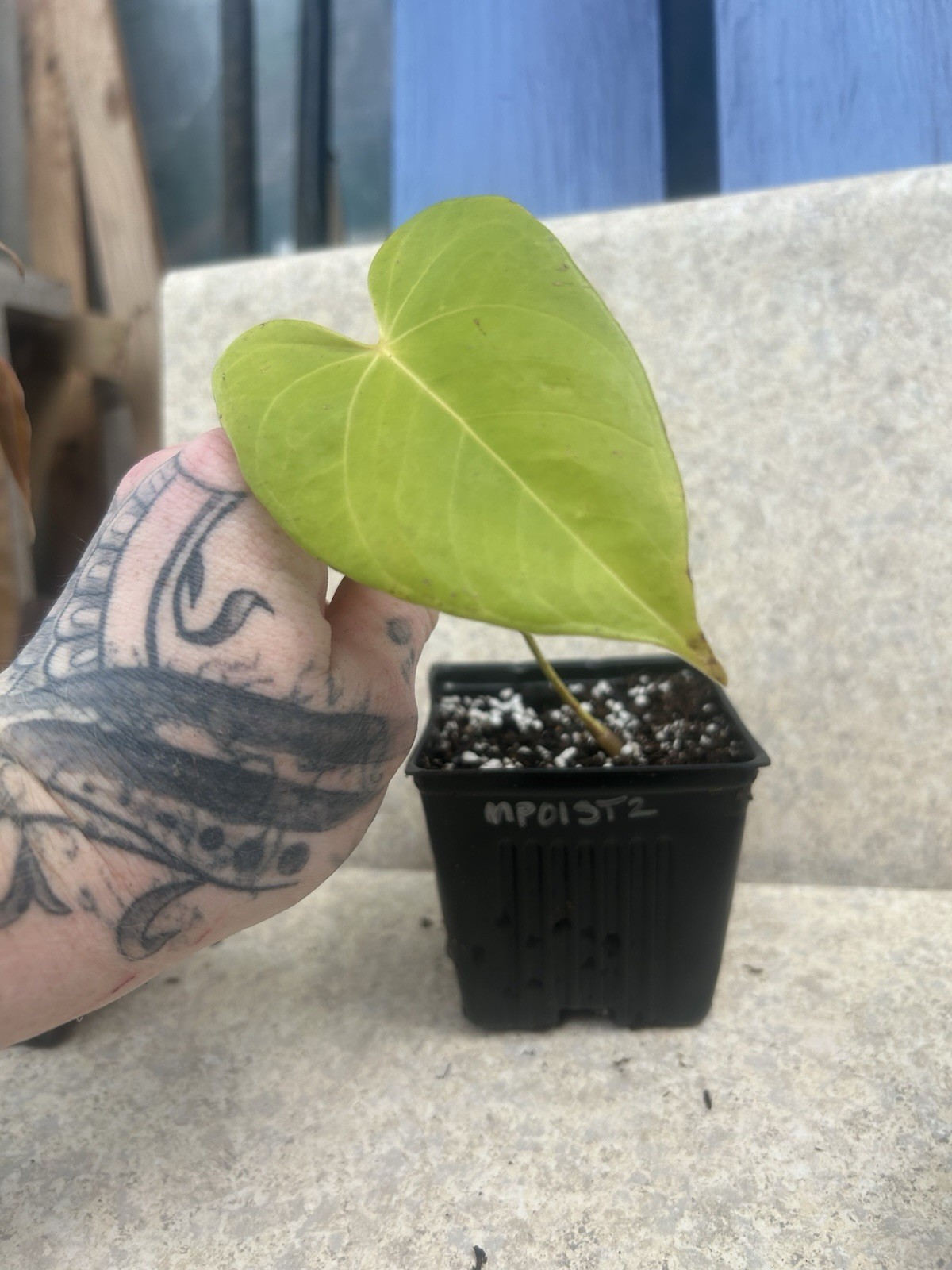 Anthurium Bright Red Tropical Potted Seedling Green Broadleaf Indoor Medium Sun