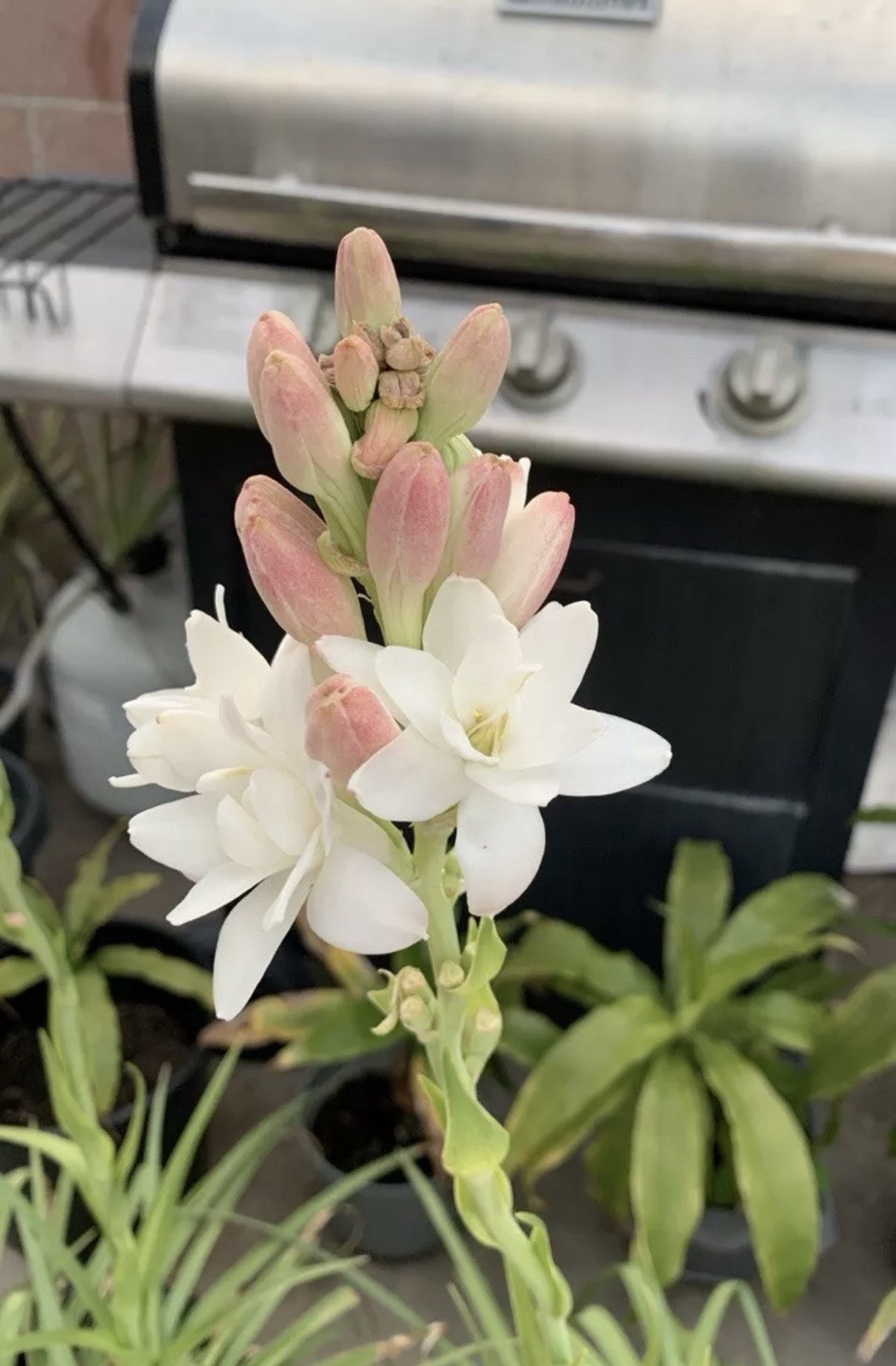 2 Clumps Tuberose, Bulbs 2+ Size Small, Rooted &Sprouted Ready To Plant