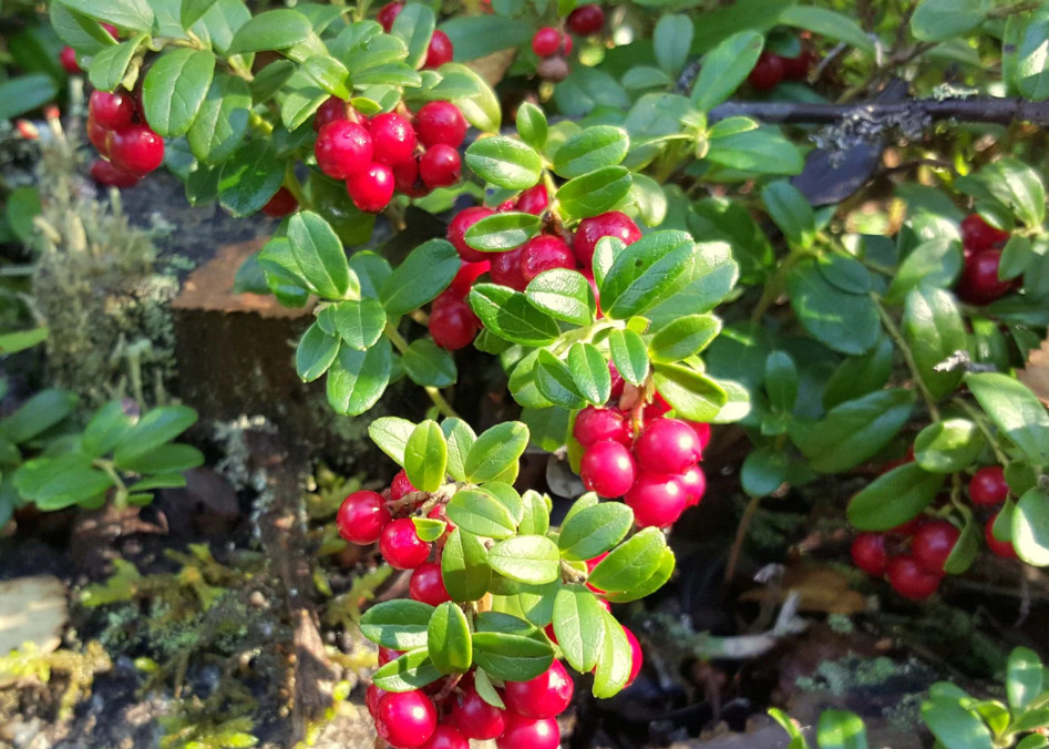 Lingonberry ‘Red Candy’ – Compact Edible Ground Cover – Fruiting Shrub