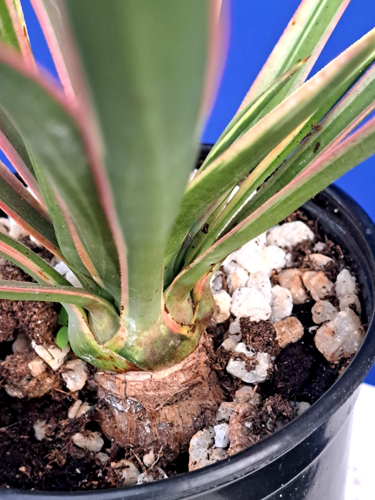 Yucca Aloifolia Variegated Tree Plant Succulent Cactus