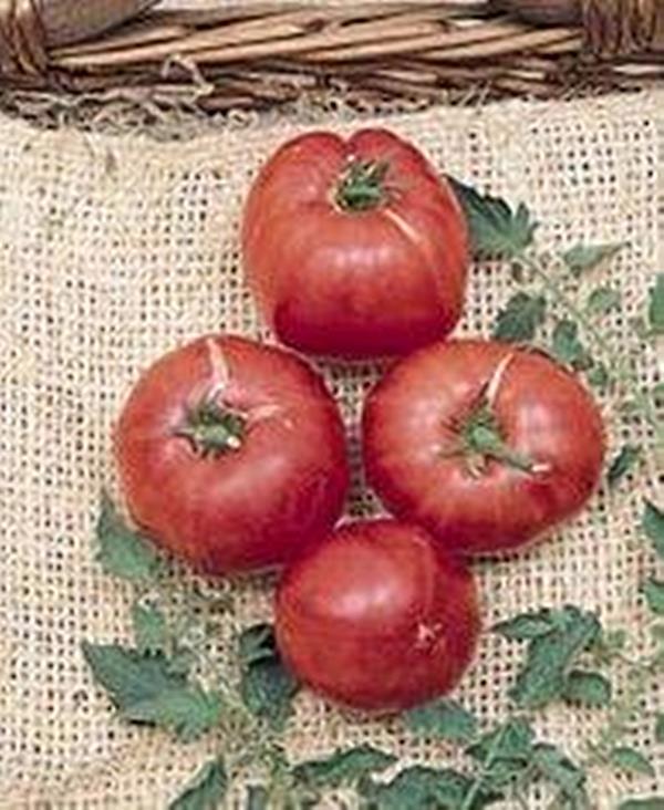 German Johnson Tomato Seed