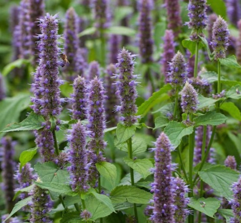 400+ Anise Hyssop Seeds **Fresh Seeds** ~~Free Shipping~~
