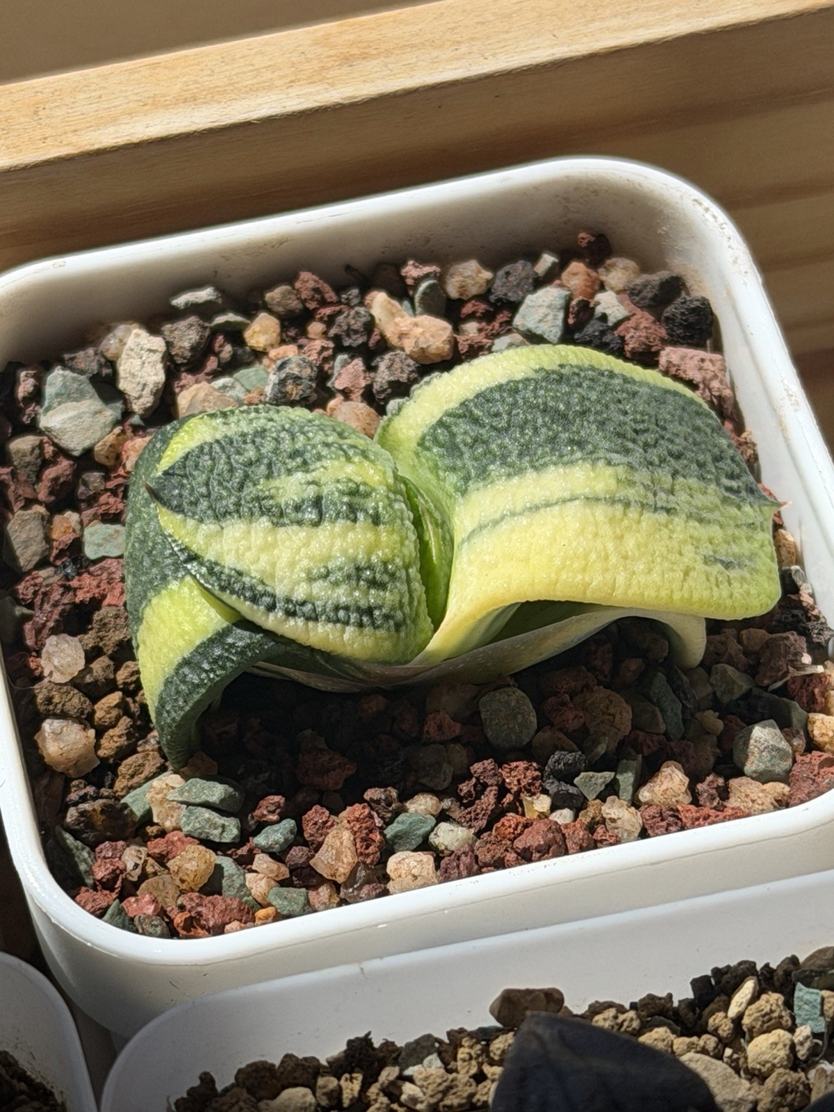 Gasteria Armstrongii Hybrid Variegated, Live Plant, Same As Pic (2 inches)