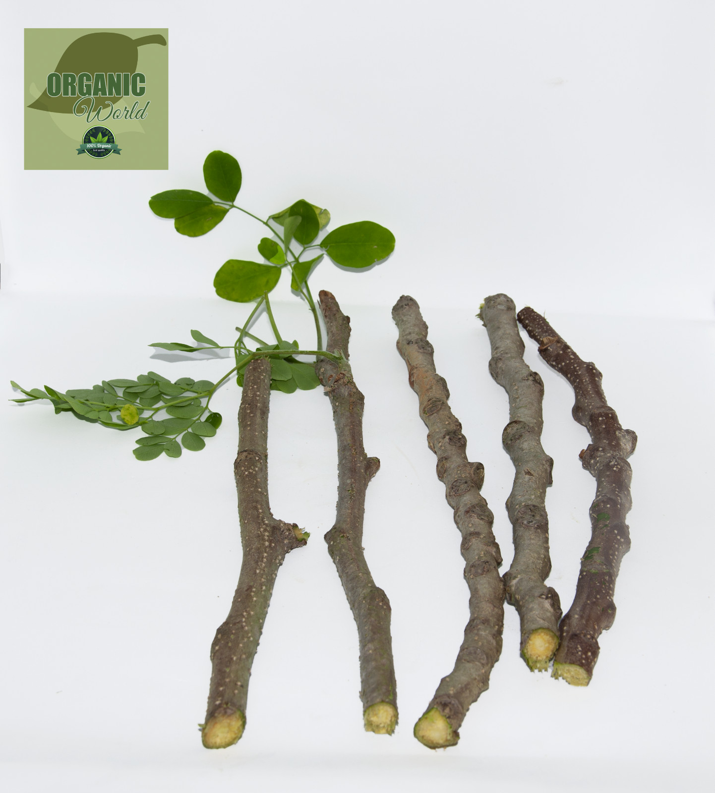 5 Moringa cuttings organic -from Florida