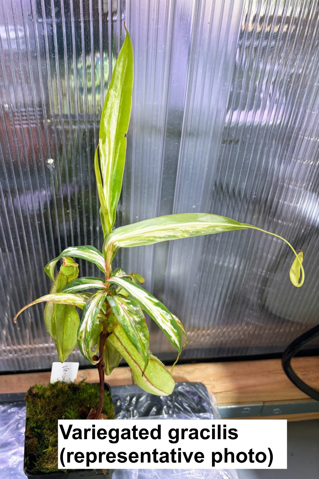 Nepenthes variegated gracilis, rooted cutting, small
