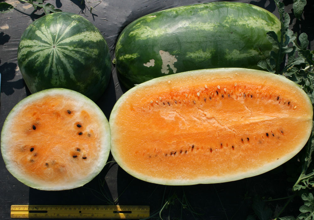 Watermelon Seed: Tendersweet Orange Watermelon Seeds