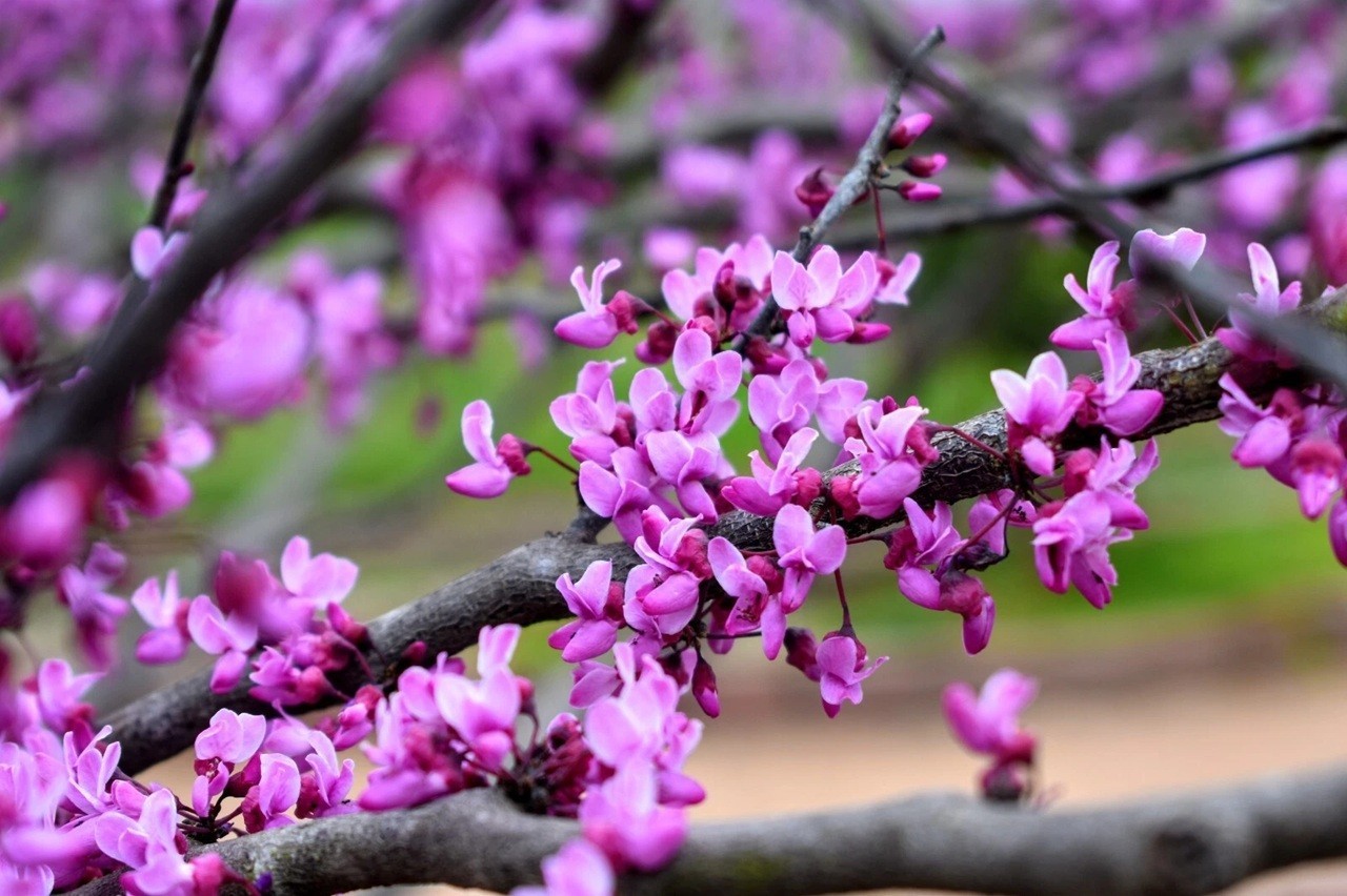 Eastern Redbud tree (Cercis canadensis) 1 -2 yo 8″-30″+ plant