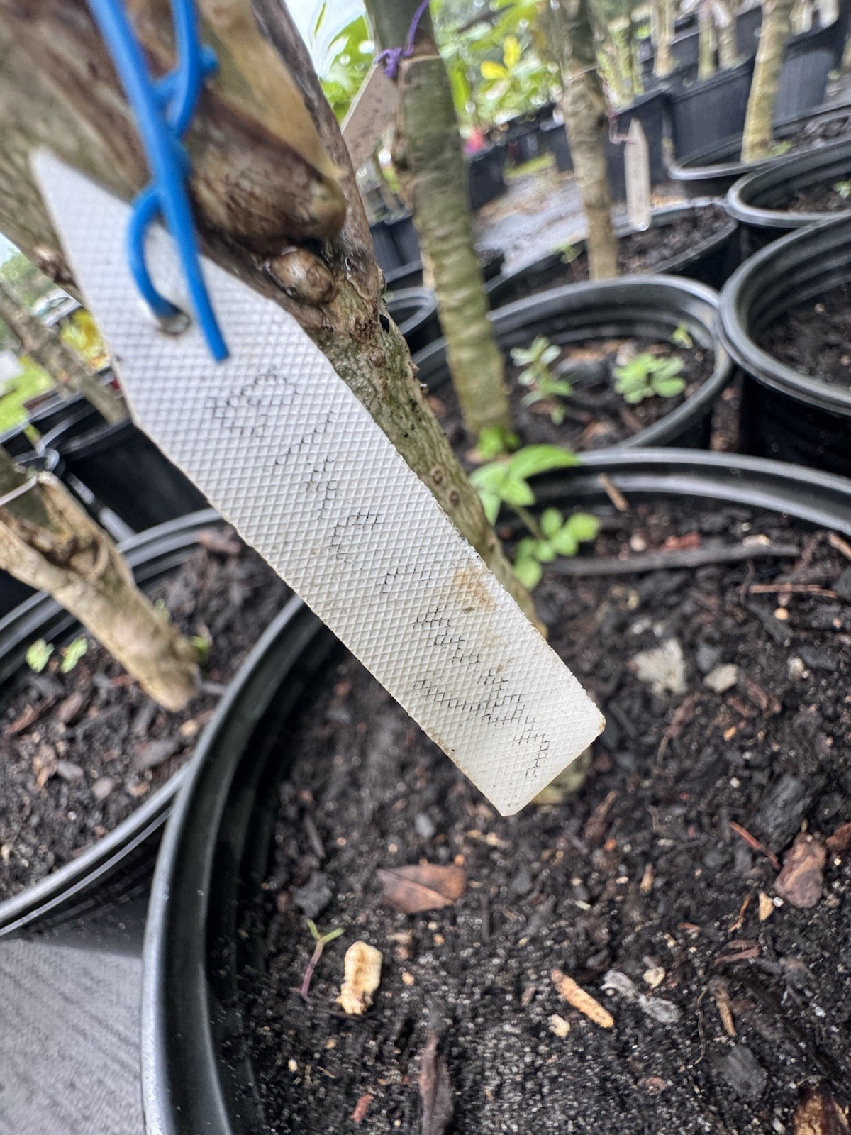 Blue Canyon Plumeria GRAFTED WITH ROOTS EXOTIC RARE AND SMELLL SWEET!!