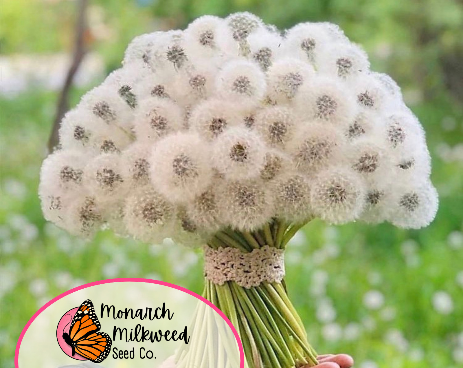 1600+ True Wild Native Dandelion Seeds | Non-GMO, Heirloom Flower Gardening USA