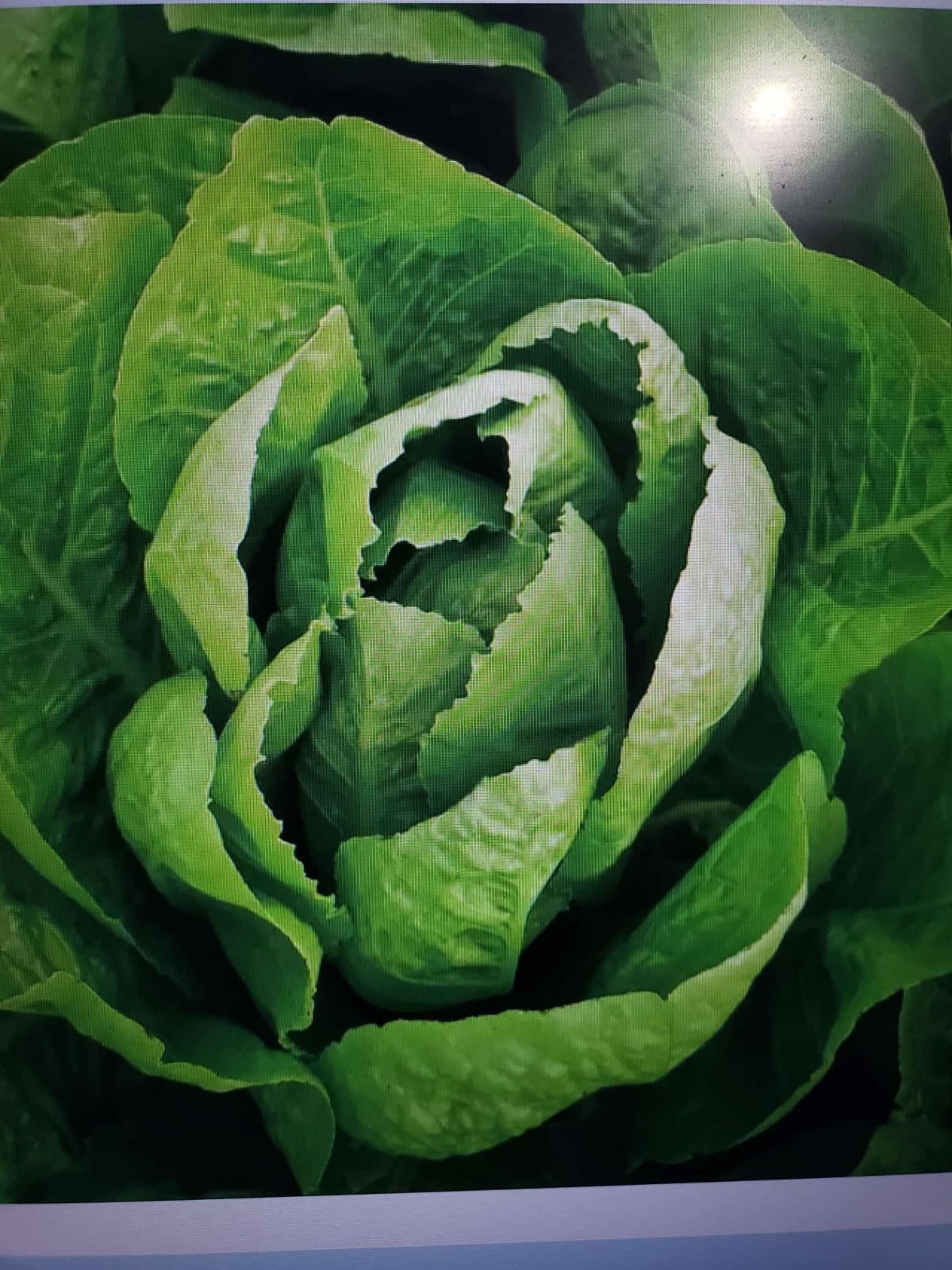 Jericho Romaine Lettuce Seeds, NON-GMO, Extremely Heat Tolerant, FREE SHIPPING