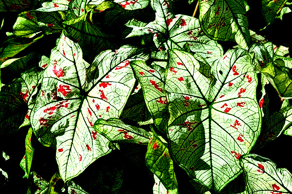 Caladium Bulbs Strawberry Star 1 Bulb from Florida Plantation