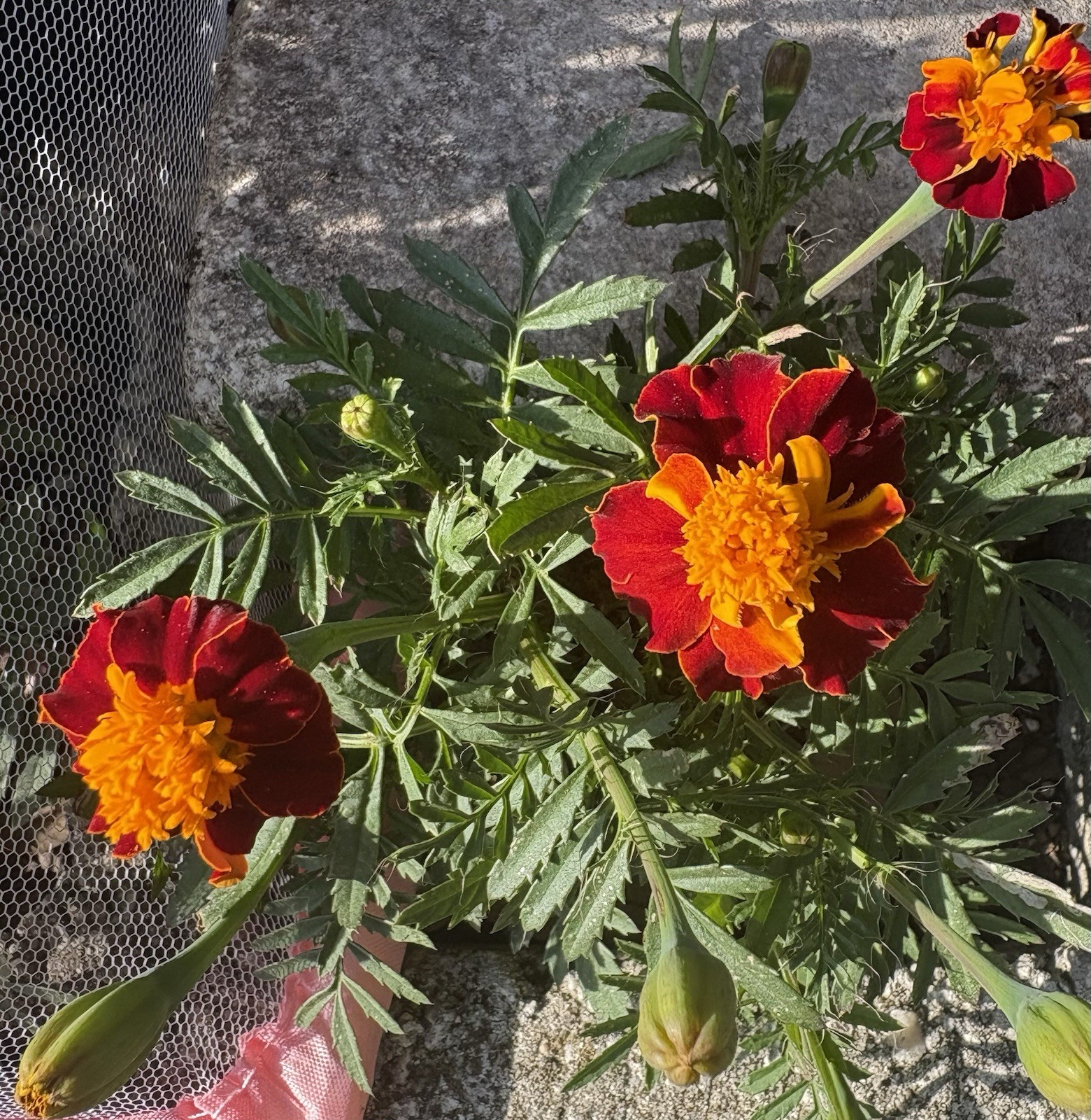 MARIGOLD FLAMING ORANGE FLOWER SEEDS 25+ Garden Seeds FREE SHIP