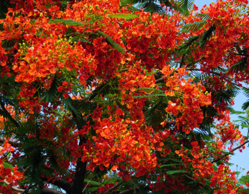 Royal Poinciana Plant – 2-3ft Tall – 1Gal Pot – Delonix regia – Red Flowering