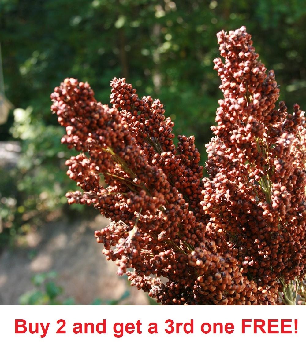 Sweet Sugar Drip Sorghum Seeds – 100 seeds