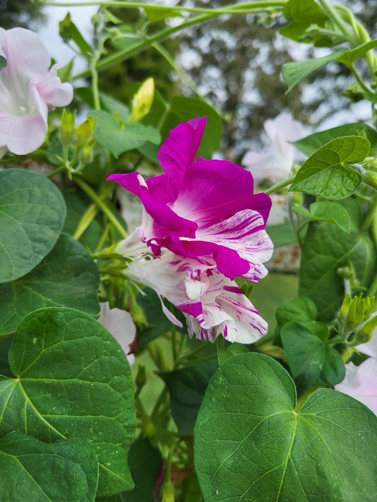 Japanese Morning Glory-FUSCHIA & White Ruffels-Annual-10 Seeds-Grown 2023