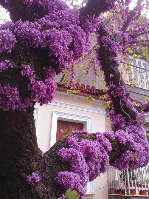 Cercis Canadensis, Eastern Redbud Cold Hardy Flowering Tree 60 Seeds