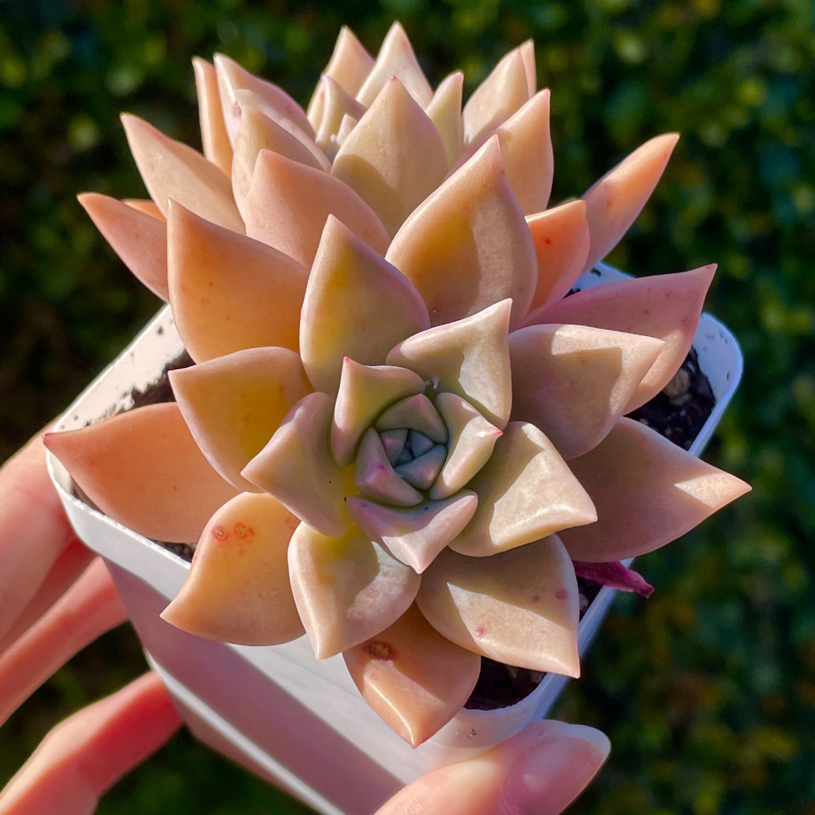Rare Succulent Graptopetalum Pink Live Plant 1-2 Inch Cutting 1-Head Baby Plant