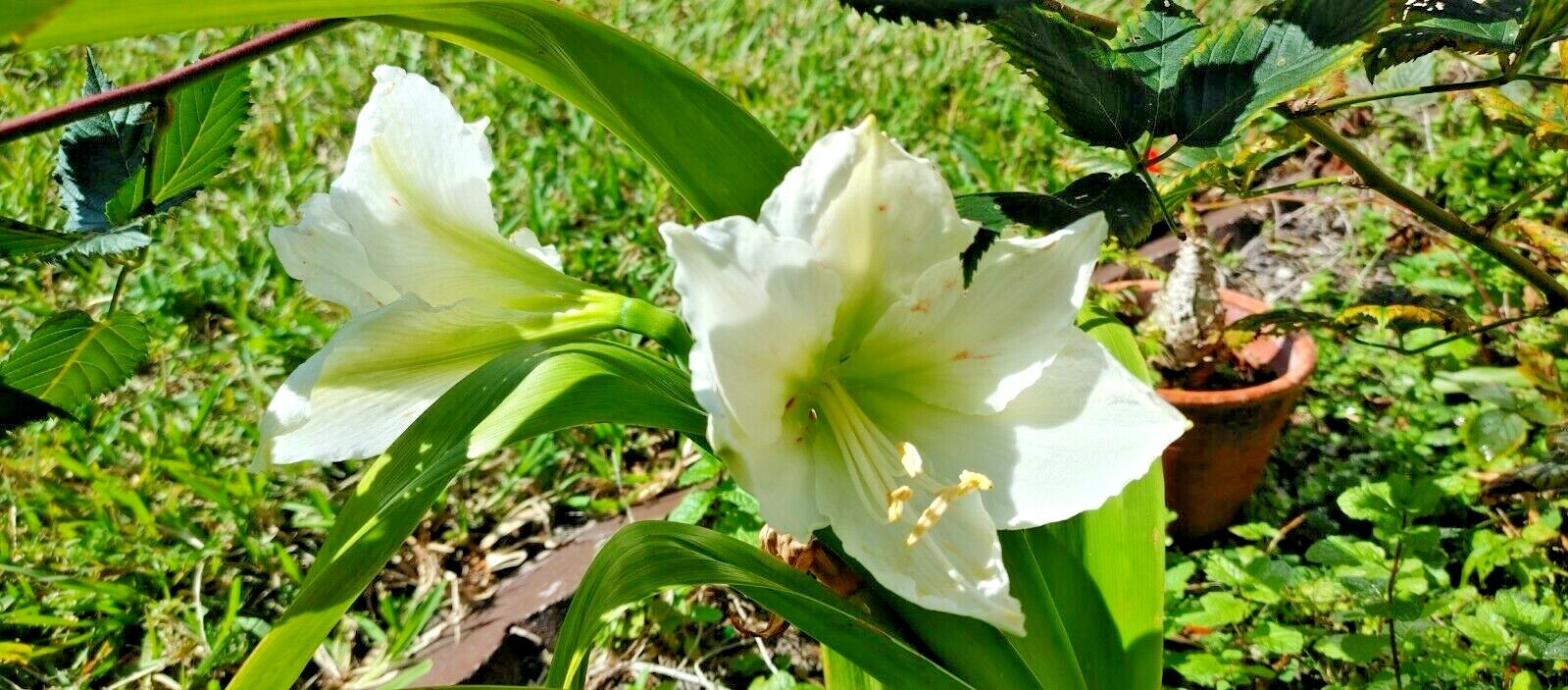 Organic White Nymph Amaryllis Seeds