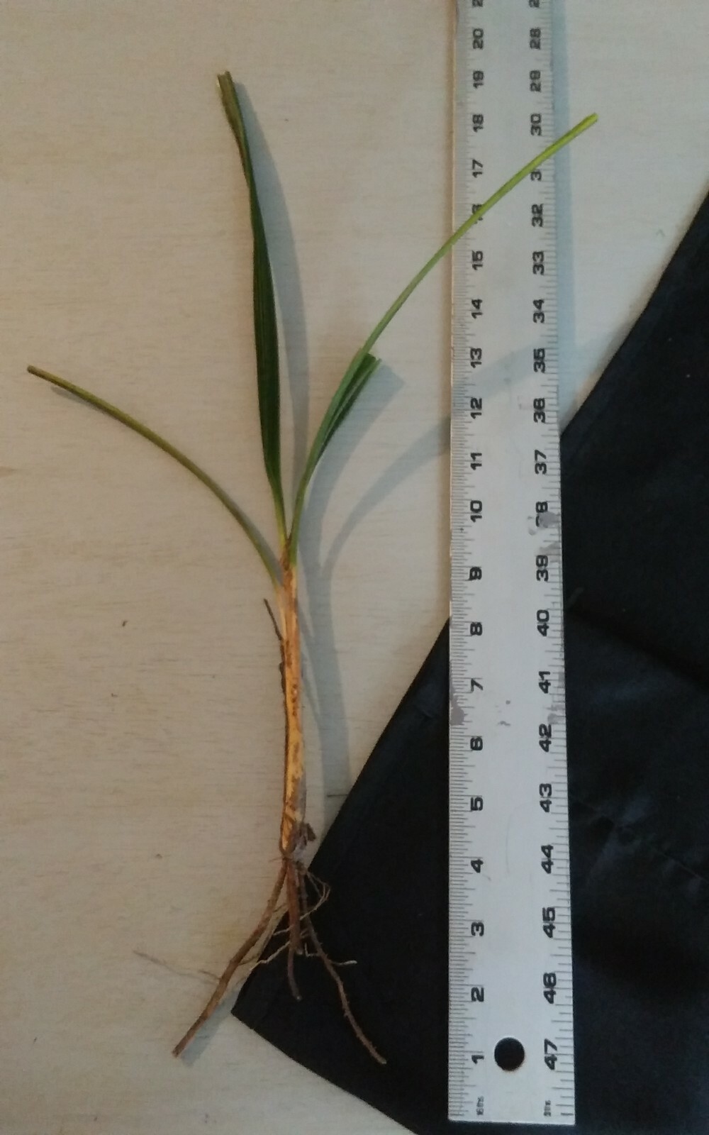 3 rooted 7-13″ Starter SABAL PALMETTO PALM TREE Starter Garden decor evegreen