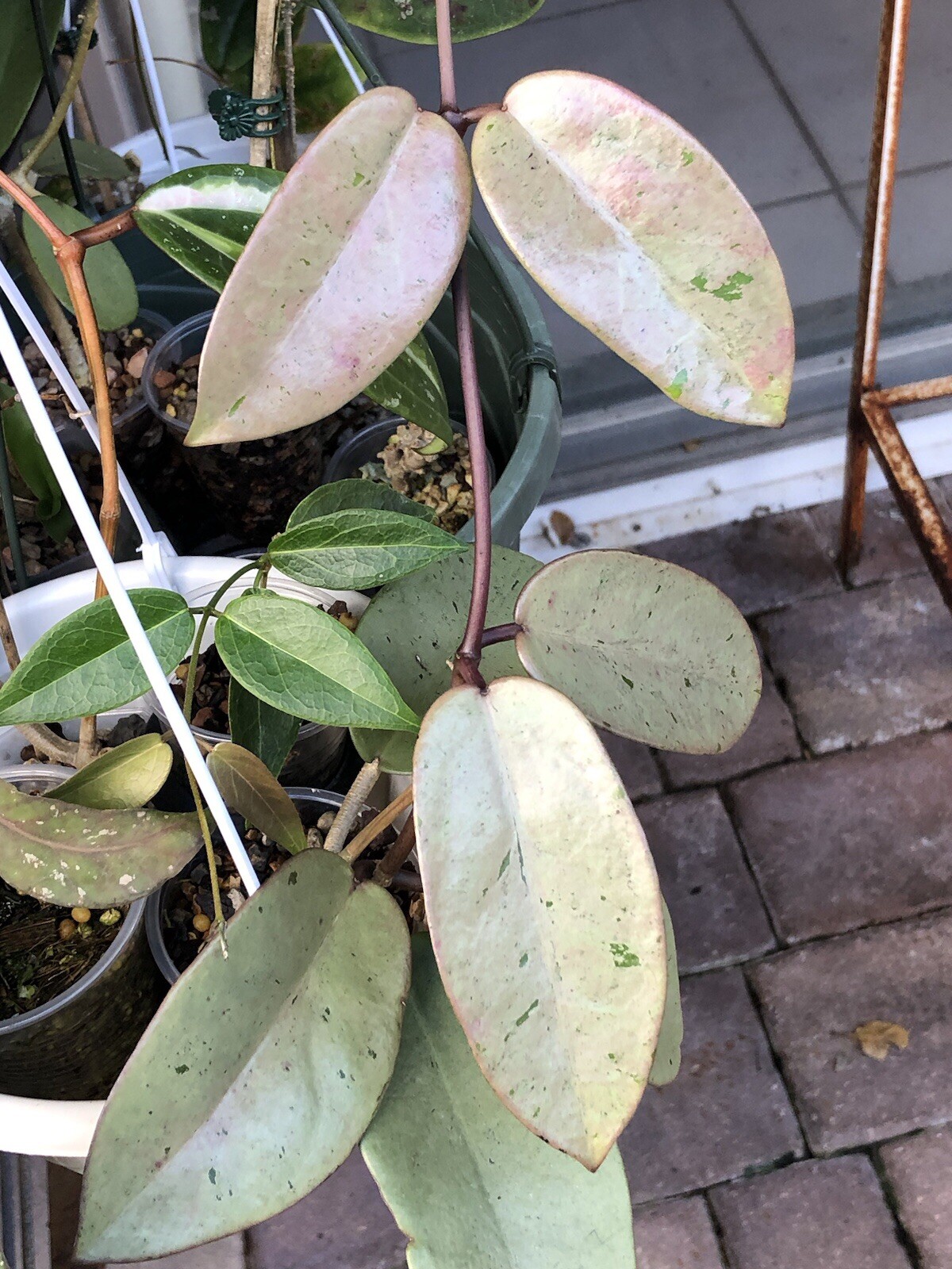 HOYA SILVER DOLLAR MB 1405-AG (ROOTED PLANT)