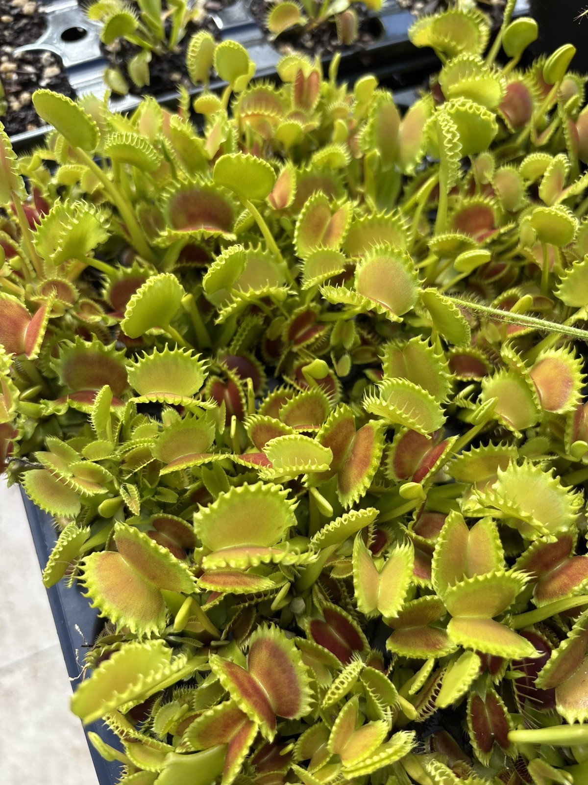 98 Cell Tray Venus Flytraps