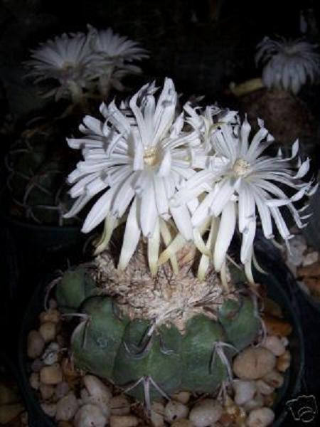 Discocactus eptacanthus cacti rare cactus seed 15 SEEDS