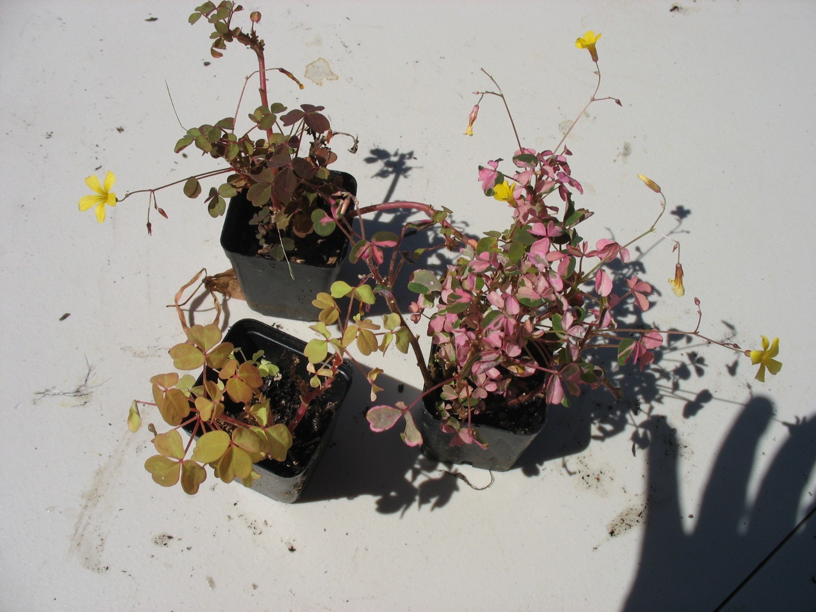 Oxalis Plum Crazy , Oxalis Molten Lava & Oxalis Zinfandel 2″ pot (3 plants)
