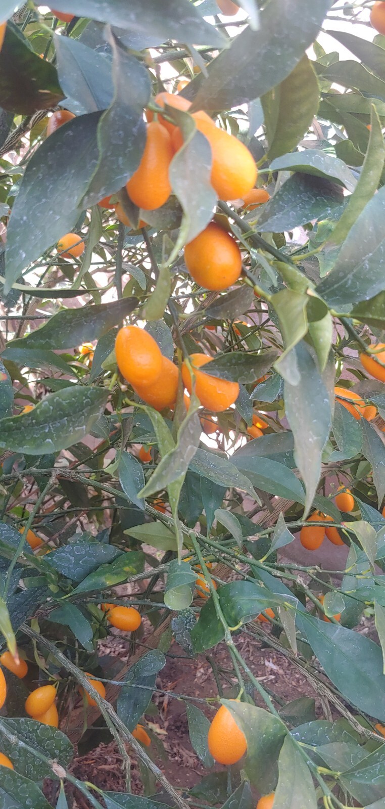 Organic Nagami Kumquat 10 Seeds 2024 USA seller