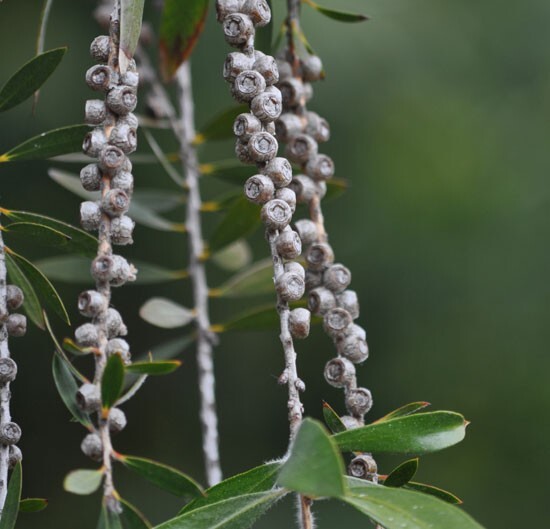 Callistemon Viminalis 500+ Seeds, Ornamental Weeping Bottle Brush Tree, Bonsai