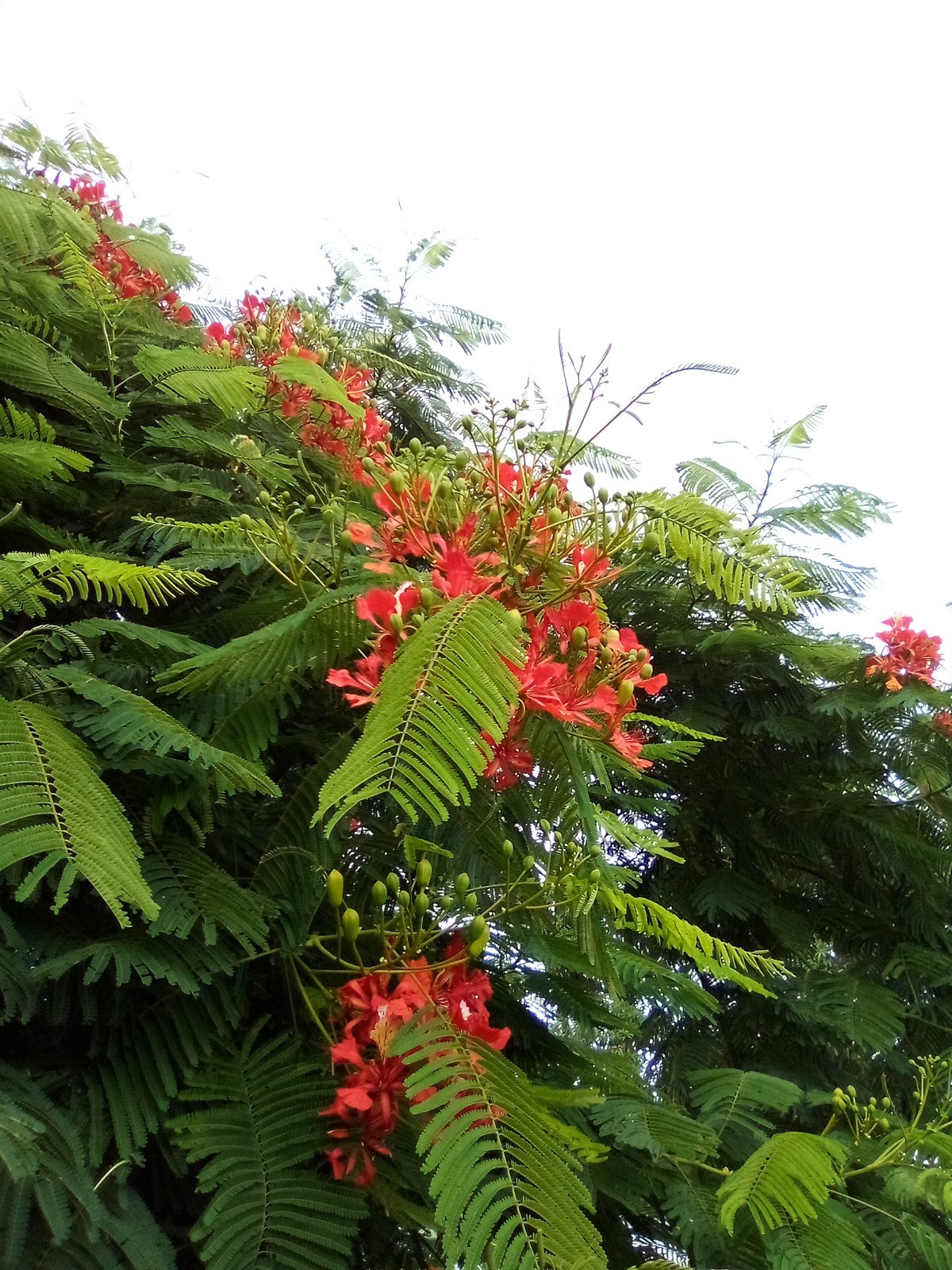 Royal Poinciana 5 Seeds (Delonix regia) Flamboyant Red Flame Tree Florida USA