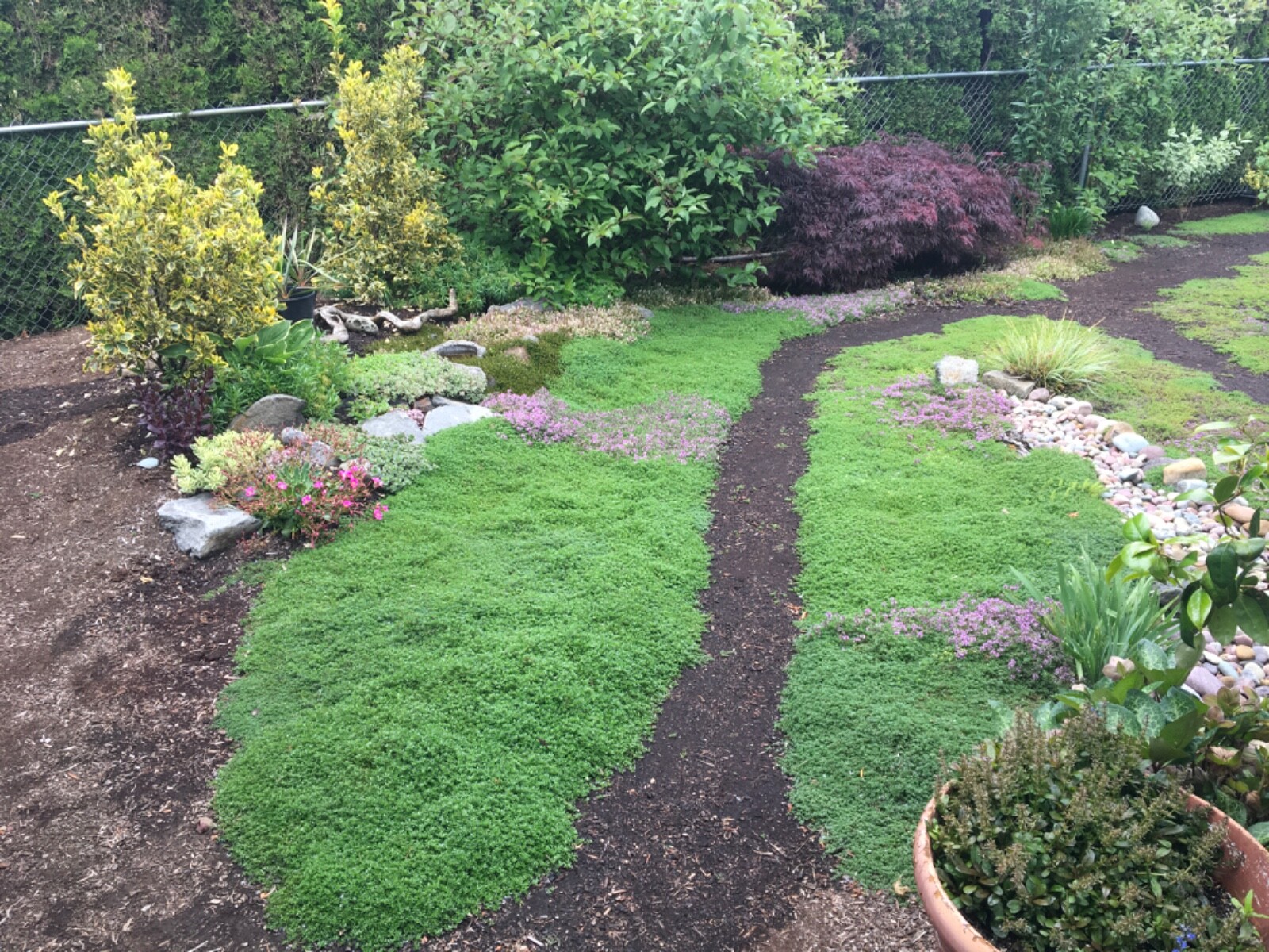 5,000 CREEPING ELFIN THYME SEEDS FOR GRASS REPLACEMENT, ROCK GARDENS, ETC.