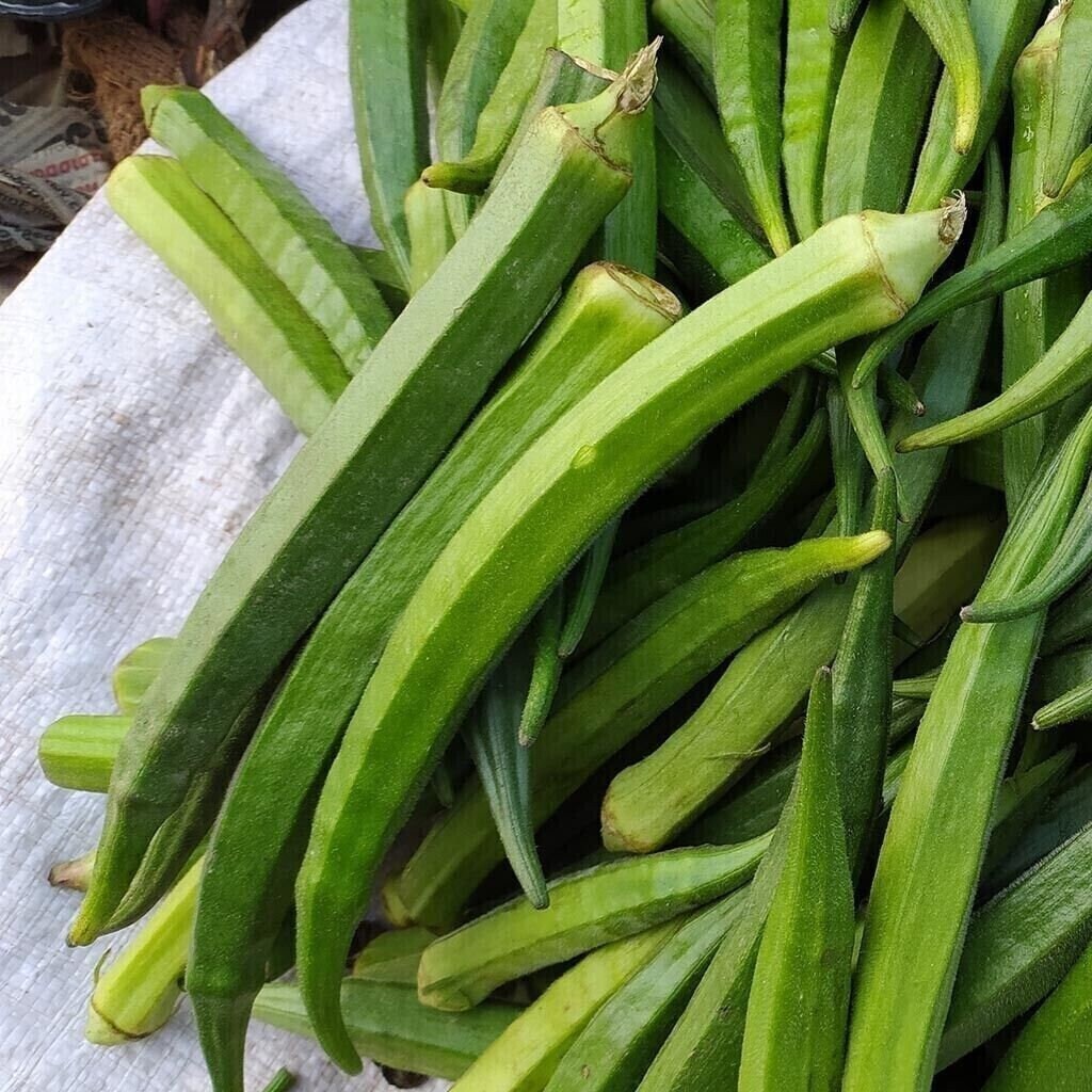 50+ Perkins Long Pod Okra Seeds — Heirloom – NON GMO — FRESH