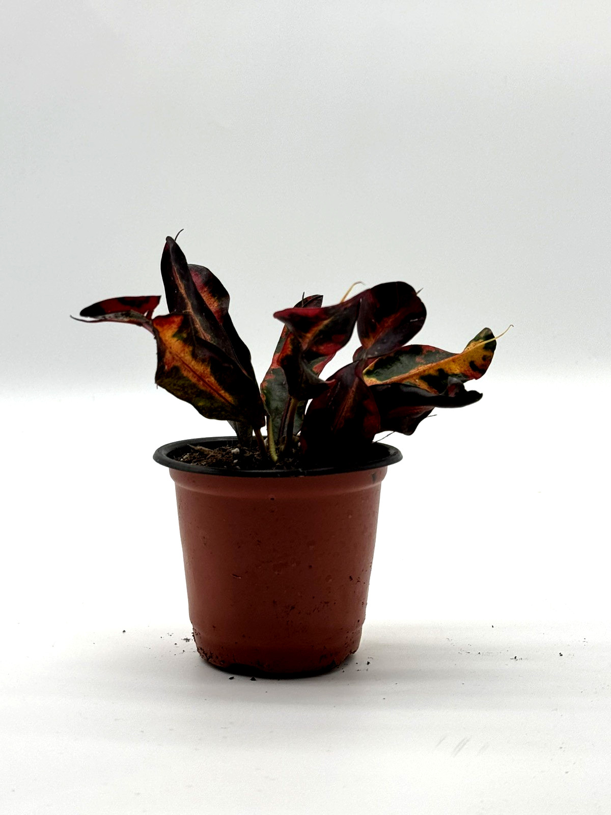 Croton Mammy Plant – Live Tropical Houseplant – Colorful Twisted Leaves 4IN Pot