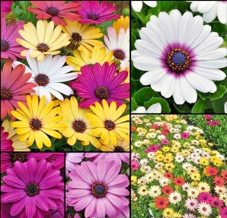 201+AFRICAN DAISY Cineraria Mix Flower Seeds Cape Marigold Drought Tolerant Easy
