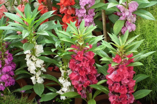 Balsam (Camelia Flowered) 25 SEEDS – GROWS 2 FT TALL! Comb.S/H SEE OUR STORE