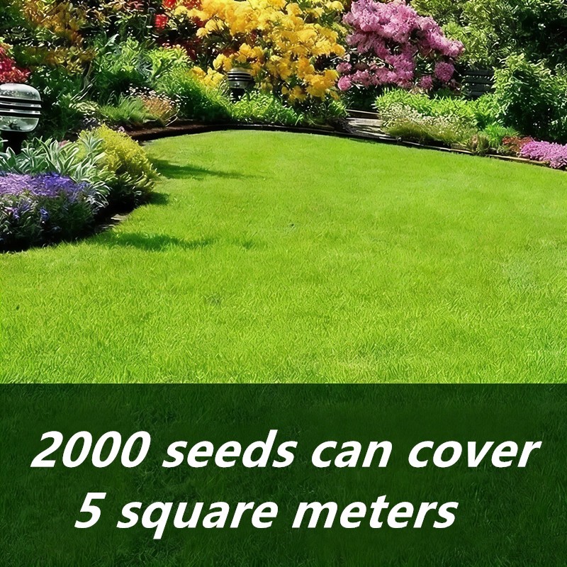 Evergreen Dwarf Grass Seeds for Garden Grass Seeds Growth-Boosting Lawn Seeding