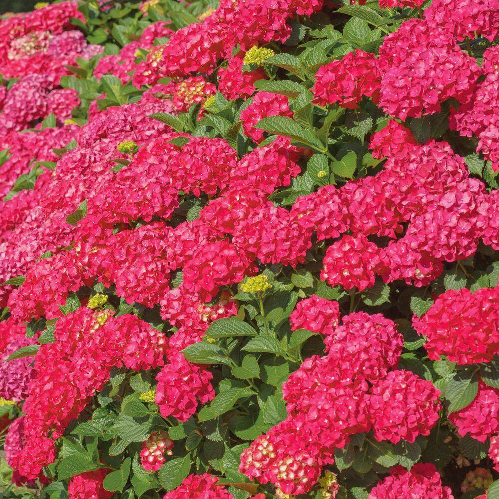 1 Gal. Red Beauty Hydrangea Shrub with Red Flowers