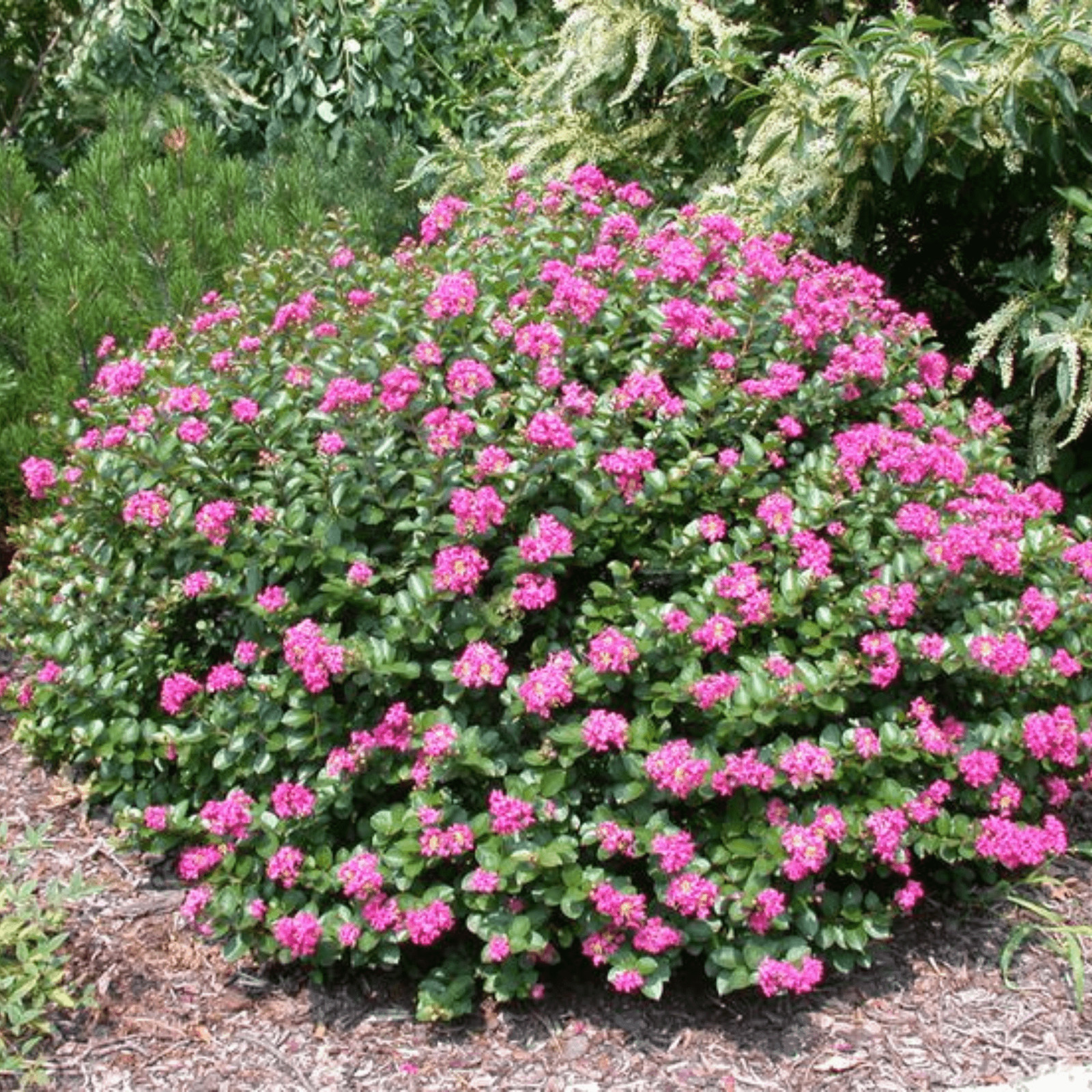 Pokomoke Crape Myrtle: A Bushy Miniature with Dark Rose Pink Flowers and Upright