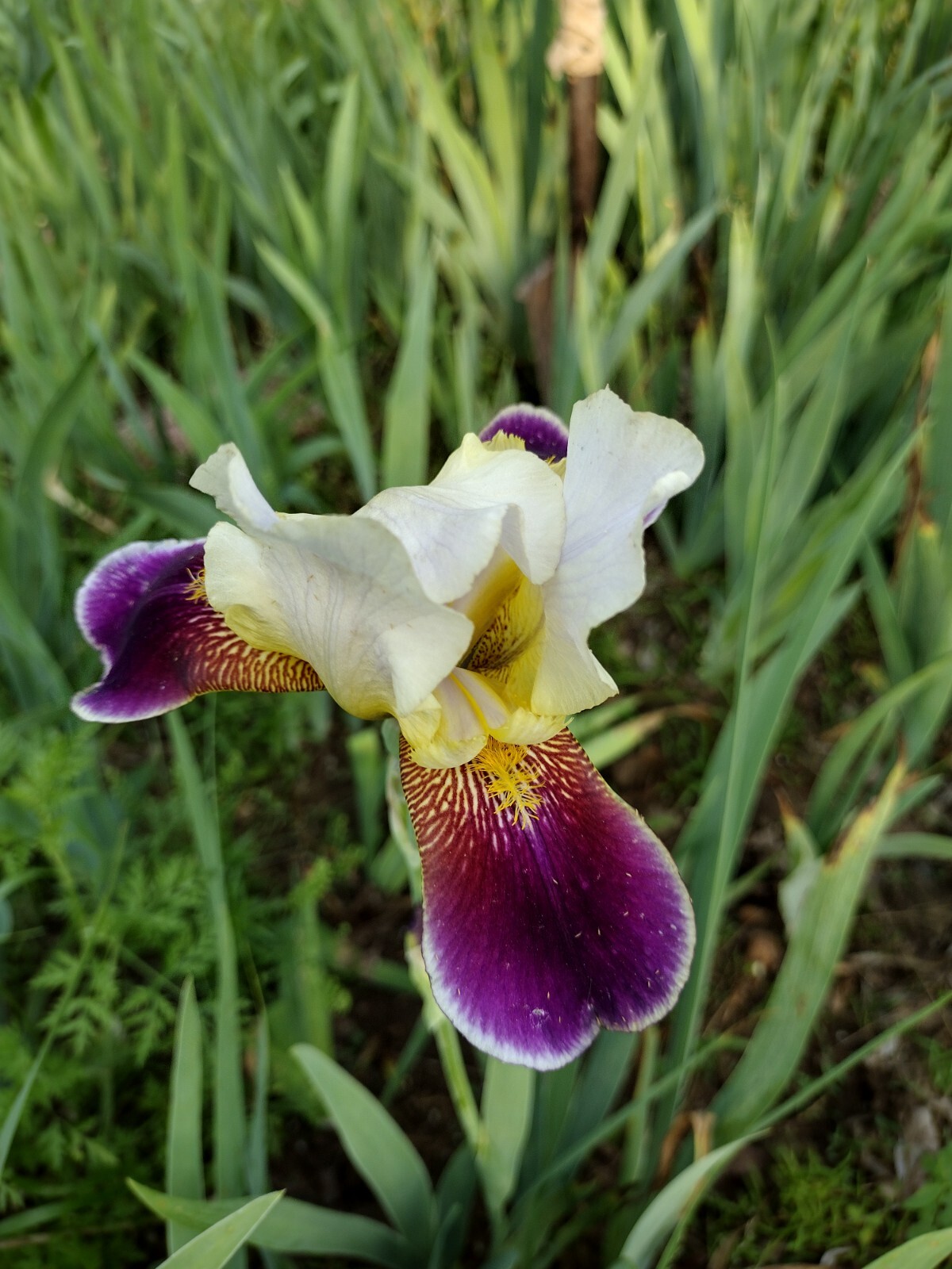25xBearded Iris Rhizomes – Easy to Grow, FresH Mixed Colors FAST SHIPPING