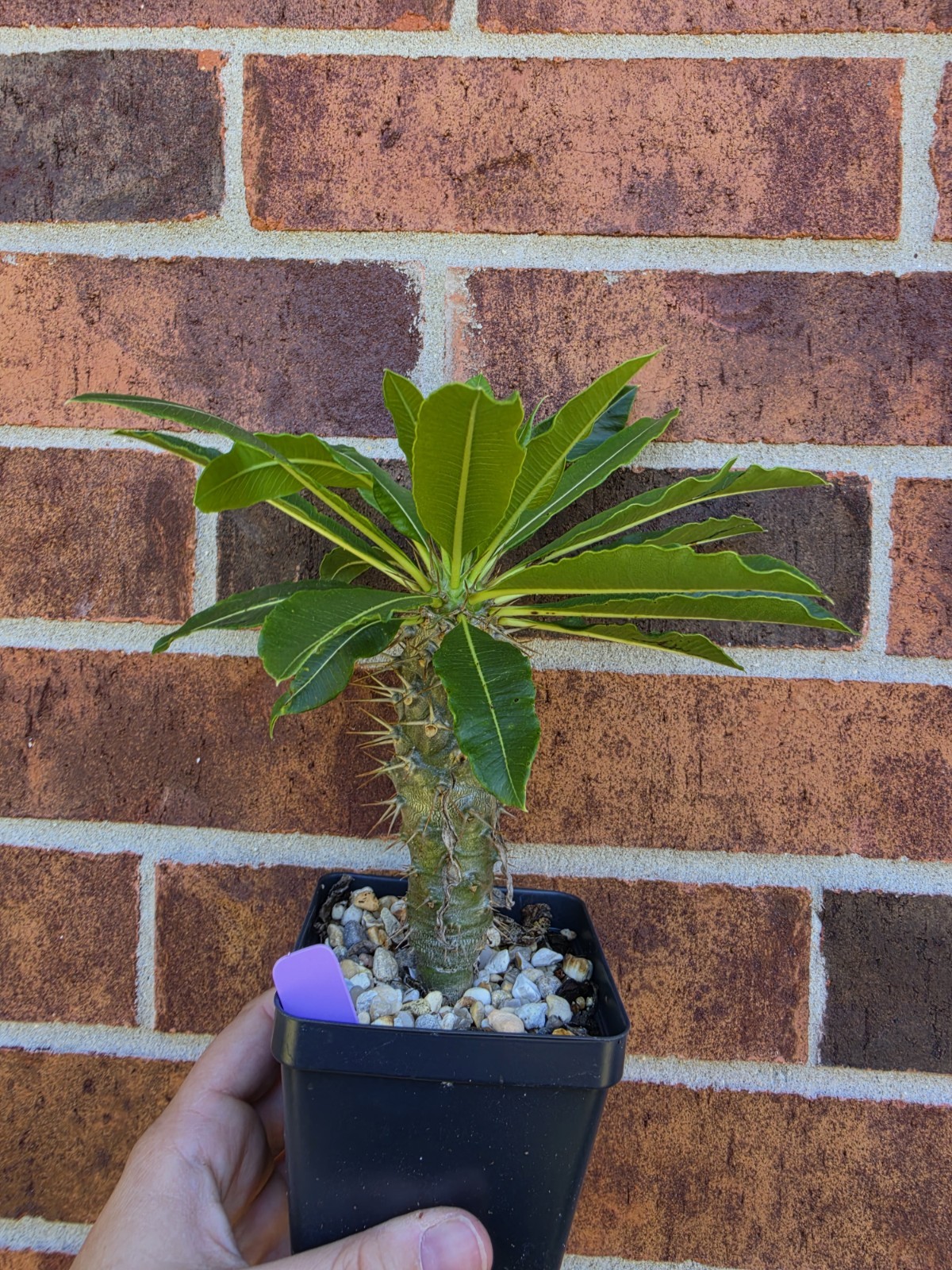 Pachypodium Lamerei Ramosum Rarel Live Madagascar Tree