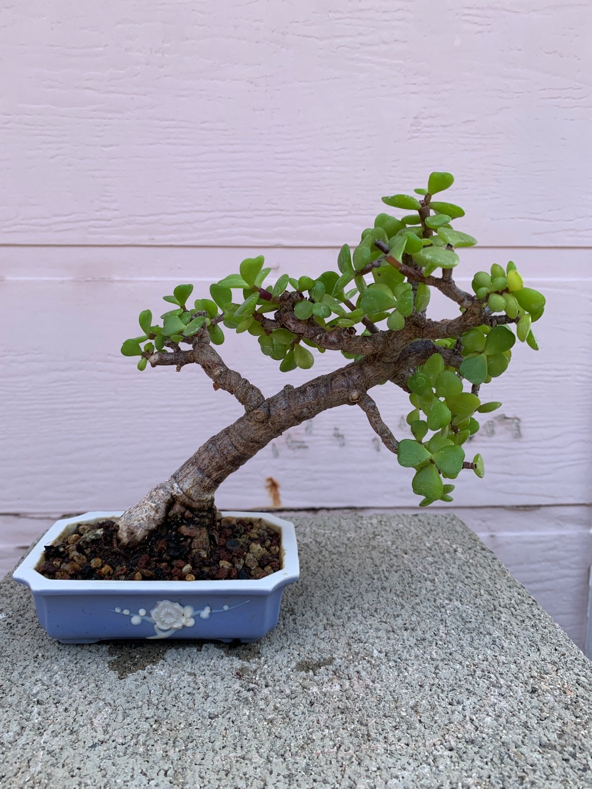 The little Portulacaria Afra Bonsai Tree in slanting # 1