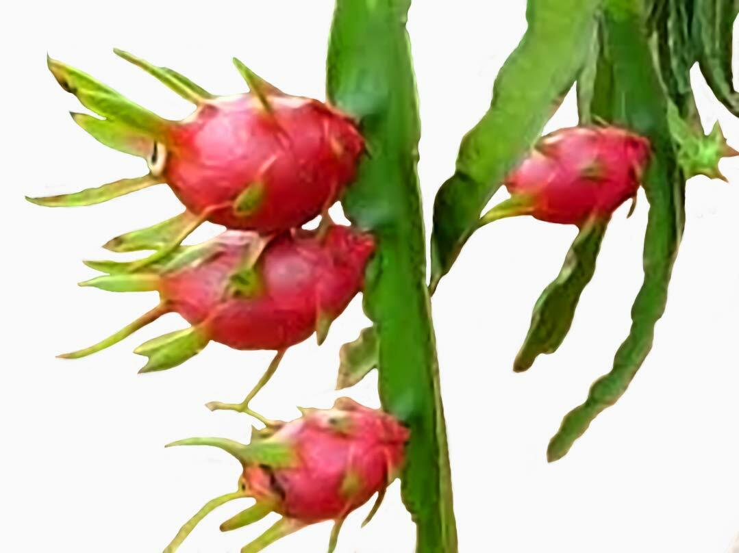 Own Root 18″ Long Dragon Fruit Live Plant 4″ Pot White Pulp (Pitaya Hylocereus)
