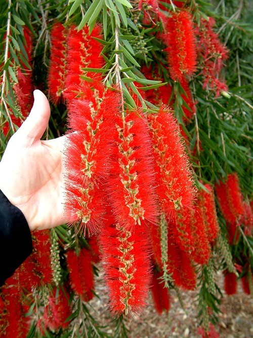 Callistemon Viminalis 500+ Seeds, Ornamental Weeping Bottle Brush Tree, Bonsai
