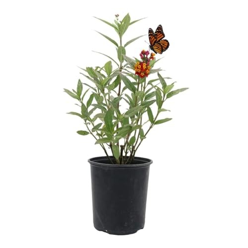 American Plant Exchange Live Milkweed Plant Host For Monarch Butterflies Plant